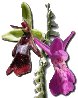 orchid�es