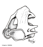 Atlas d'un amphibien (Source BioDidac)