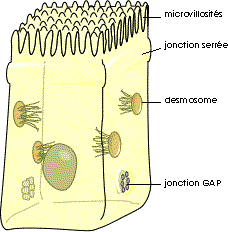 Les différentes jonctions intercellulaires