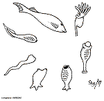 Evolution des Chord&eacute;s vers les Vert&eacute;br&eacute;s (Source BioDidac)