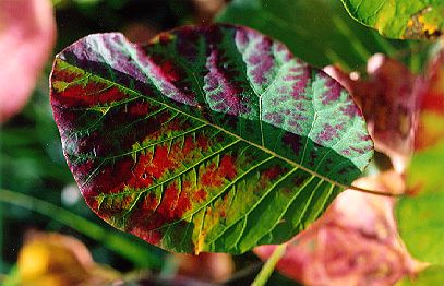 feuille en automne