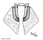 Nageoire et ceinture pelvienne de S&eacute;laciens (Source BioDidac)