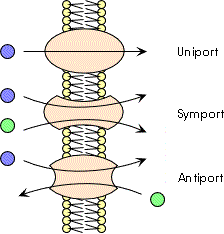 Les diff&eacute;rents types de transports (d'apr&egrave;s Campbell)