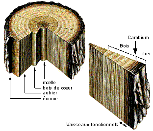 L'intérieur d'un tronc (d'après Encyclopédie Larousse)