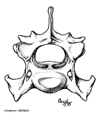 Vert&eacute;bre de Mammif&egrave;re (Source BioDidac)