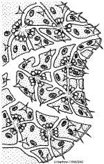 Organisation d'une &eacute;ponge de type Leucon (Source BioDidac)