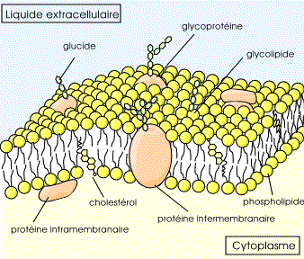 La membrane cytoplasmique